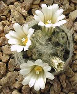 (Mammillaria aureilanata)