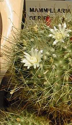 (Mammillaria crinita f. aurihamata)