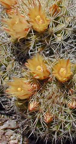 (Mammillaria scrippsiana var. autlanensis )