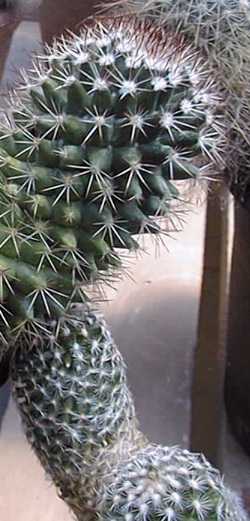 (Mammillaria backebergiana ssp. backebergiana )