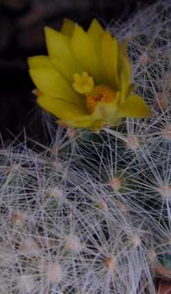 (Mammillaria baumii)