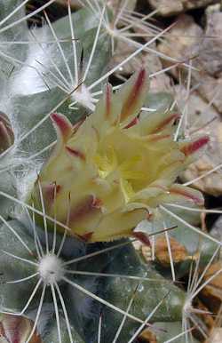 (Mammillaria baxteriana)