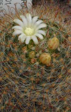 (Mammillaria bocasana fa. hirsuta)