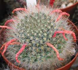 (Mammillaria bocasana fa. hirsuta)