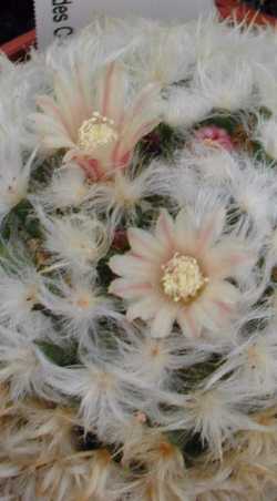 (Mammillaria bocasana fa. multilanata)