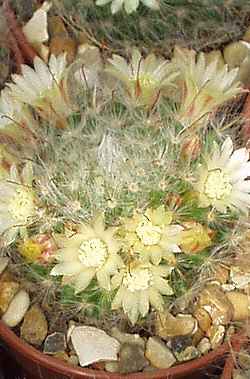 Powder Puff Cactus(Mammillaria bocasana)