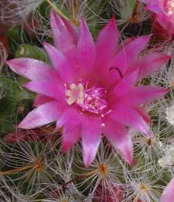 Powder Puff Cactus(Mammillaria bocasana)
