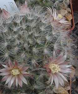 Powder Puff Cactus(Mammillaria bocasana)