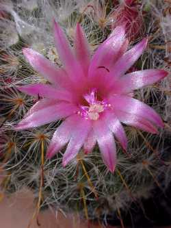 Powder Puff Cactus(Mammillaria bocasana)