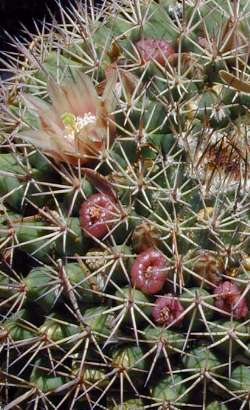 (Mammillaria bocensis)