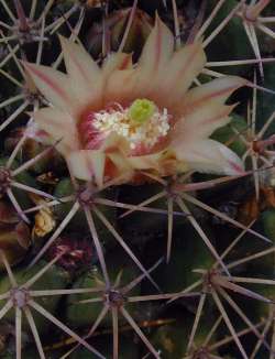 (Mammillaria bocensis)