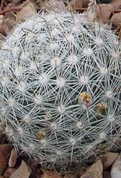 (Mammillaria boolii)