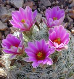 (Mammillaria boolii)