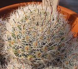 (Mammillaria boolii)