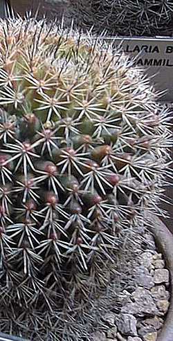 (Mammillaria brandegeei)