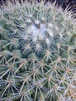 (Mammillaria brandegeei)