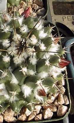 (Mammillaria bucareliensis)