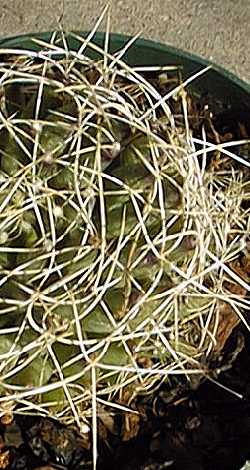 Bird's Nest Cactus(Mammillaria decipiens ssp. camptotricha )