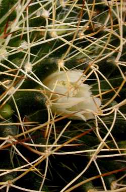 Bird's Nest Cactus(Mammillaria decipiens ssp. camptotricha )
