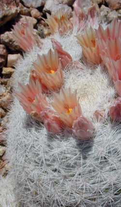 Snowball Cactus(Mammilloydia candida)