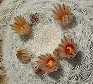Snowball Cactus(Mammilloydia candida)