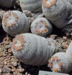 Snowball Cactus(Mammilloydia candida)