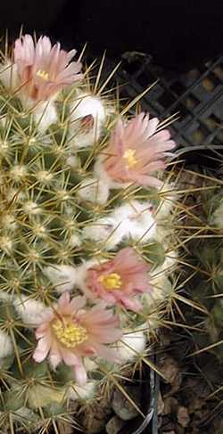 (Mammillaria canelensis)