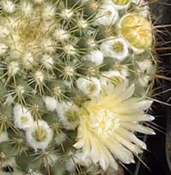 (Mammillaria canelensis)