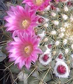 (Mammillaria canelensis)