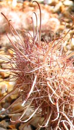 (Mammillaria capensis)