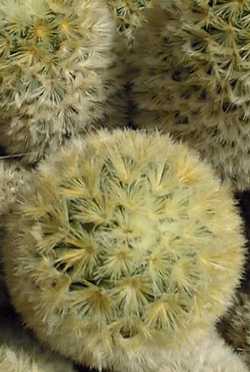 (Mammillaria carmenae)