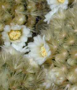 (Mammillaria carmenae)