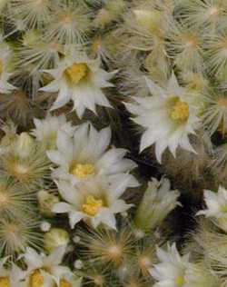 (Mammillaria carmenae)