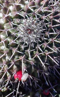 (Mammillaria carnea)