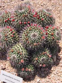 (Mammillaria carnea)