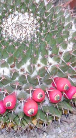 (Mammillaria mystax 'casoi')