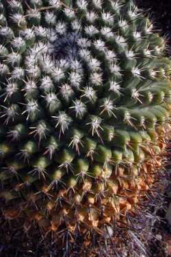 (Mammillaria mystax 'casoi')