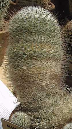 (Mammillaria chionocephala)