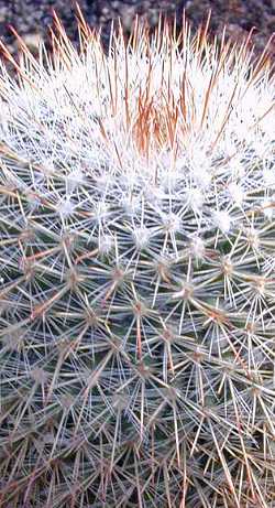 (Mammillaria claviformis)