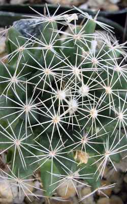 (Mammillaria coahuilensis)