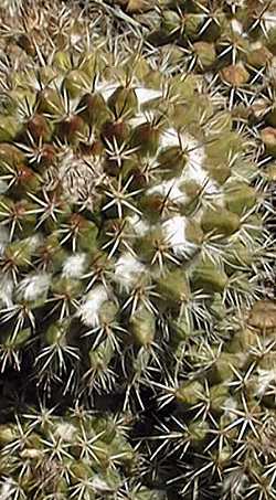 (Mammillaria karwinskiana ssp. collinsii )