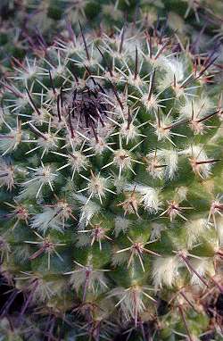 (Mammillaria karwinskiana ssp. collinsii )