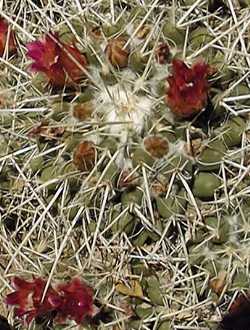 Mother of Hundreds(Mammillaria compressa)