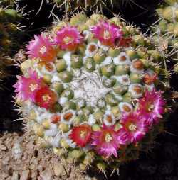 Mother of Hundreds(Mammillaria compressa)