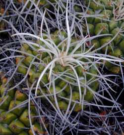 Mother of Hundreds(Mammillaria compressa)