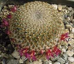 (Mammillaria crucigera)