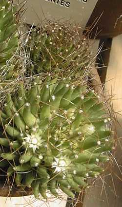 (Mammillaria decipiens)