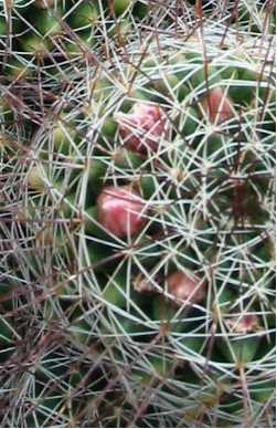 (Mammillaria decipiens)