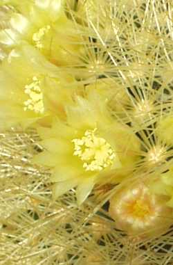 (Mammillaria densispina)