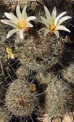 Strawberry Cactus(Mammillaria dioica)